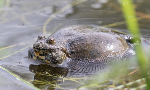 Die Rotbauchunke bei ihrem melancholischen Hupgesang.