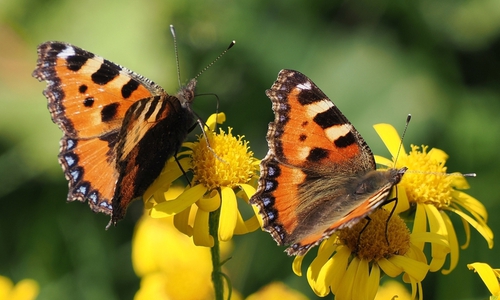 Kleiner Fuchs (Aglais urticae): Dieser auffällige, heimische Tagfalter kann bereits im Frühjahr beim Fliegen beobachtet werden. Seine Raupen fressen nur an Brennnessel und profitieren besonders von „wilden Ecken" im Garten. 