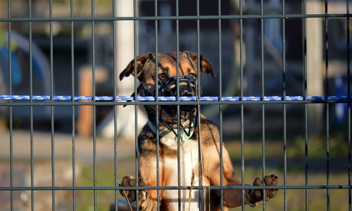 Beißende Hunde könnten zukünftig "begnadigt" werden.