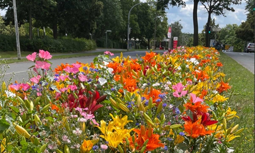 Lilienwiesen in der Schulenburgallee.