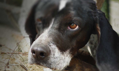 Der Hund muss hoffentlich nie wieder solch ein Leid erfahren. (Symbolfoto)