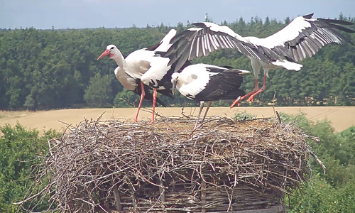 Familie Storch mit Störchin Mai im Anflug.