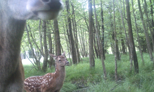 Bitte lächeln: Fotofallenaufnahme einer Hirschkuh mit Kalb im Nationalpark Harz.