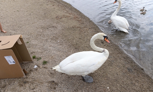 Der See tapert aus seinem Transportkarton. Am Hals erkennt man noch die Verletzung.