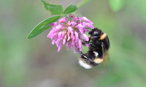 Erdhummel an Rotkleeblüte.