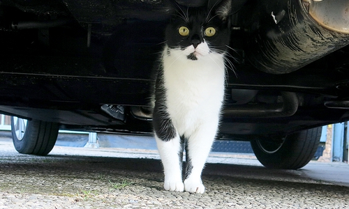 90.000 Katzen wurden bei TASSO im Jahr 2022 von ihren Menschen vermisst. Symbolbild