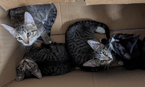 Diese Katzen wurden einfach ausgesetzt.