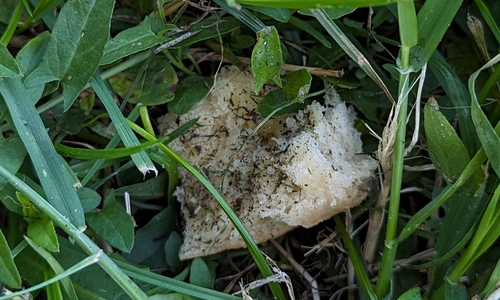 Die Giftköder waren unter Gras versteckt.