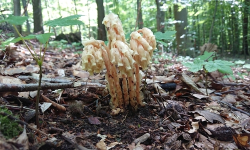 Der seltene Fichtenspargel konnte an gleich zwei Wuchsorten im Salzgitter-Höhenzug nachgewiesen werden. 