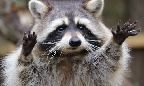 Der Waschbär ist ein Meister der Anpassung.