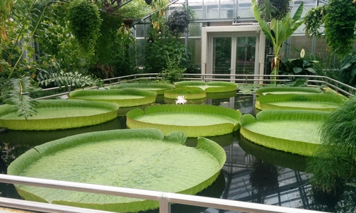 Tropische Riesenseerose im Botanischen Garten.