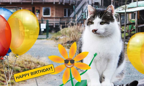 Kater Hugo feiert Geburtstag und alle sind eingeladen.