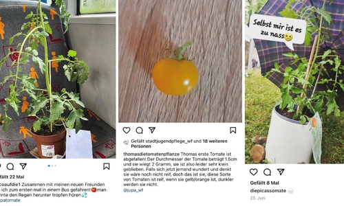 Mit verschiedenen Posts in den sozialen Medien werden die Tomatenpflanzen derzeit präsentiert. 