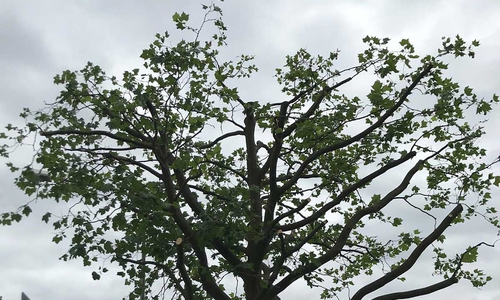 Die Plantane mit gekappter Baumkrone – so soll sie auch einem Unwetter standhalten.