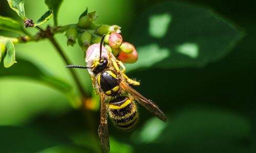 Eine Wespe bestäubt eine Blüte.