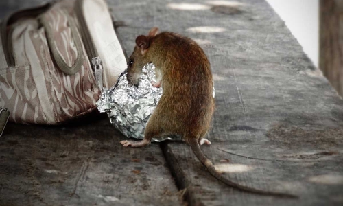 In Salzgitter wohl kein seltener Anblick: eine Ratte wühlt im Müll. (Symbolfoto)