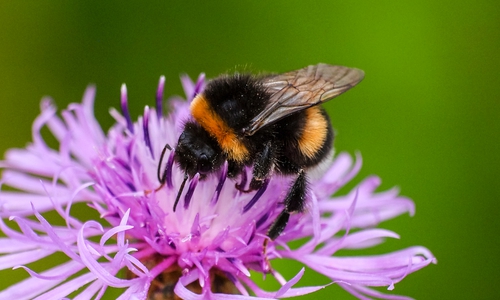 Die Erdhummel wurde am häufigsten gesichtet.