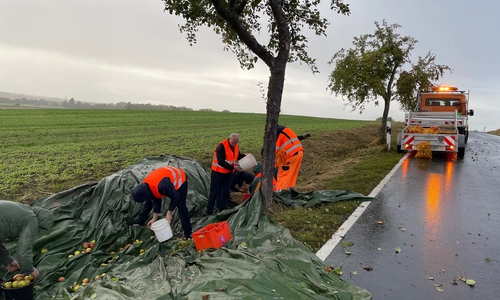Ehrenamtliche Helfer für die Apfelsammelaktion 2023 gesucht. Auf dem Foto ernten Helfer 2022 bei Kissenbrück Äpfel von den kreiseigenen Bäumen – daraus wurden über 2.200 Liter Apfelsaft gemostet.