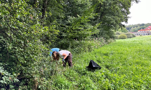Als sogenannter „invasiver Neophyt“ verbreitet sich die konkurrenzstarke Pflanzenart in Deutschland sehr schnell und verdrängt so einheimische Pflanzen von ihren natürlichen Standorten.