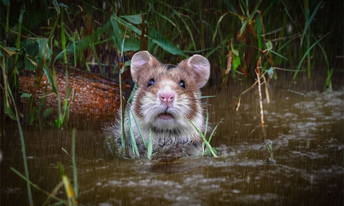 Der kleine Feldhamster hat es bei dem vielen Regen besonders schwer. (Symbolfoto)