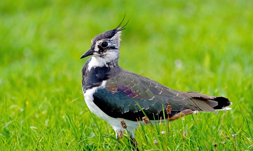 Dieser kleine Federfreund hat es geschafft: Er ist Vogel des Jahres 2024.