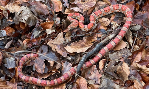 Dieses Tier schlängelte sich durch unsere Wälder.