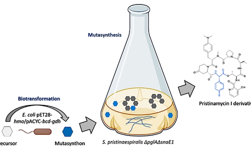 Schematische Abbildung des Biotransformation-gekoppelten Mutasynthese-Ansatz. Aminosäure-Vorstufe (weiße Hexagons), Mutasynthon (blaue Hexagons), Pristinamycin I-Produkte (graue Hexagons).