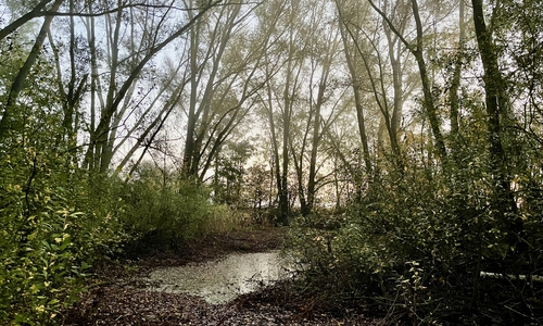 Kleiner Hordorfer Teich im herbstlichen Morgennebel.