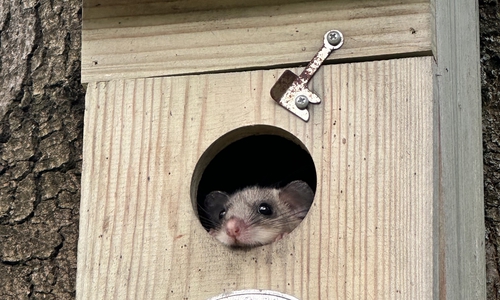 Auch der Siebenschläfer hält sich häufig in Vogelnistkästen auf.