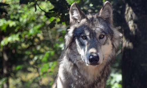 Der Wolf ist seit Jahren auch wieder in Deutschland aktiv. (Symbolfoto)