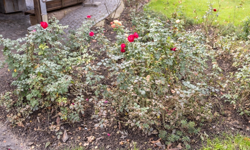 Ein besorgniserregendes Bild: Zeigen die Rosen im Rosengarten bereits erste Schäden durch den Austritt von Salzwasser?