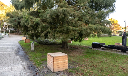 Ein ganz besonderer Baum ist hier in Gefahr.