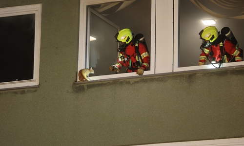 Eine Katze war auf aus dem Fenster geklettert.