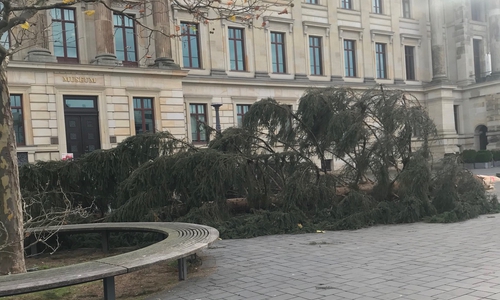 Der Baum wurde mittlerweile entfernt.