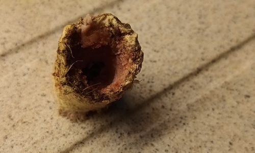 Eine Hundehalterin fand einen Giftköder auf ihrem Grundstück.