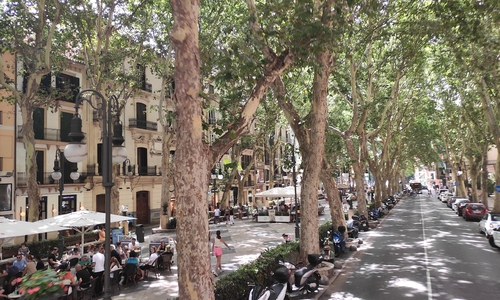 Auf Mallorca herrschen heißere Temperaturen. Hier kennt man den kühlenden Effekt von Stadtgrün.
