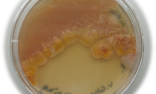 Cinerubin-Produzent Streptomyces kroppenstedtii DSM 40484T auf R5-Agarplatte nach 10 Tagen bei 28°C. 