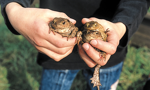 Bad Harzburg bekommt eine eigen NABU Gruppe.