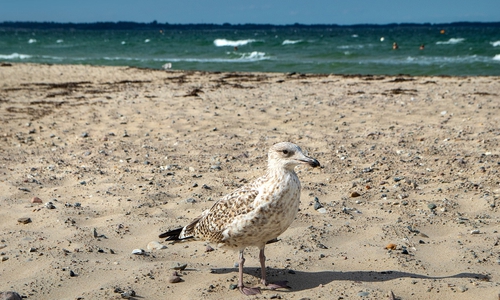 Auch die Ostsee ist eine Option. Symbolbild