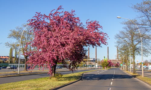 Heinrich-Nordhoff-Straße: Fahrbahnsanierung zwischen den Knotenpunkten Saarstraße und Lessingstraße – Fahrtrichtung Tunnel wird in diesem Sommer, Fahrtrichtung Fallersleben im Sommer 2025 angegangen.