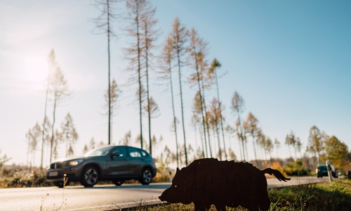 Die Umstellung von Winter- auf Sommerzeit erfordert erhöhte Wachsamkeit und vorrausschauendes Fahren.