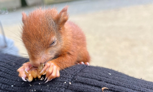 Das kleine Geschöpf knabberte ein paar Nüsschen.
