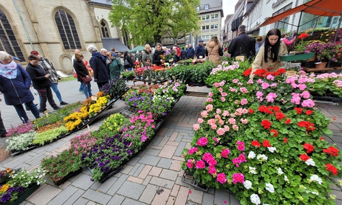 Goslar lädt wieder zum Gartenmarkt ein. 