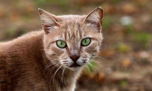 Wild oder wildernd? Für Katzen kann es als Freigänger gefährlich werden.