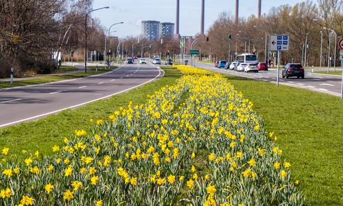 Die Frühjahrsblüher geben bereits alles und läuten den Frühling ein.