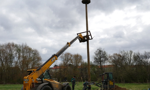 Errichtung des Storchenmastes.