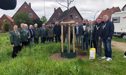 Die Eiche am neuen Standort.