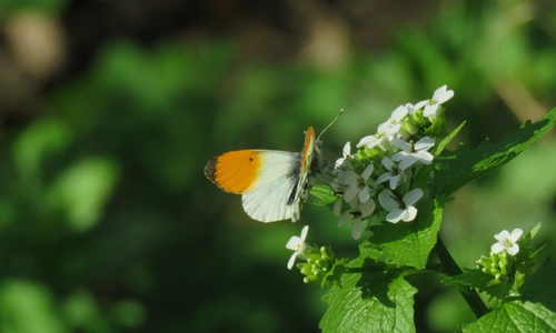 Knoblauchrauke mit Aurorafalter.
