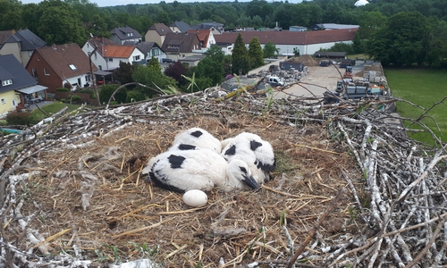 Der Storchennachwuchs wurde aus dem Nest in Telgte gerettet.