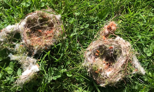 Diese zerstörten Vogelnester wurden im Inselwallpark gefunden.